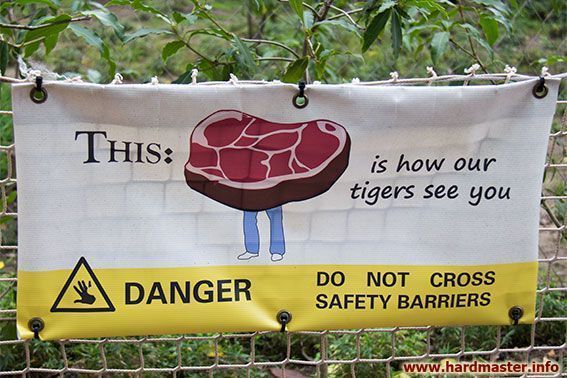 Взгляд лондонских тигров на окружающую действительность