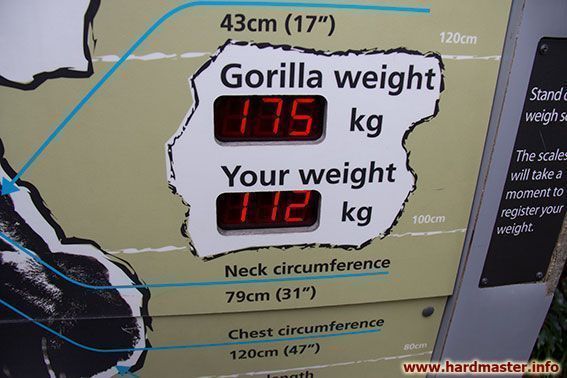 Меряемся с гориллой
