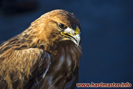 Птичка для фотографирования в обнимку с желающими