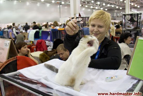 Выставка кошек в Москве 2013