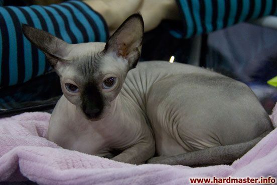 Выставка кошек в Москве 2013