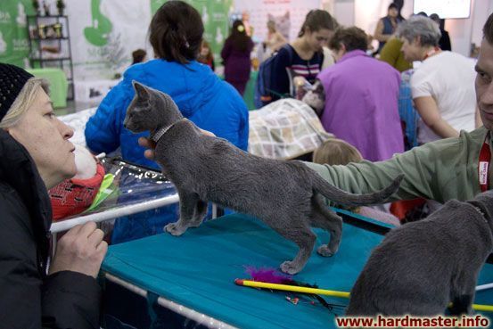 Выставка кошек в Москве 2013