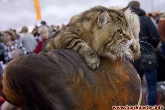Выставка кошек в Москве 2013
