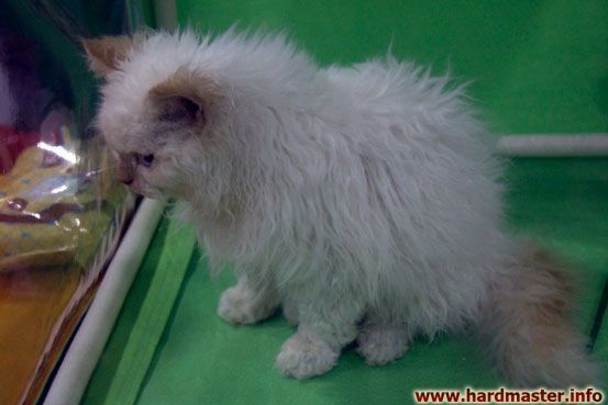 Выставка кошек в Москве 2013