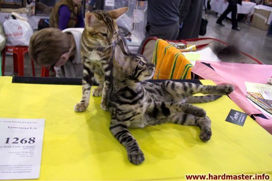 Выставка кошек в Москве 2013