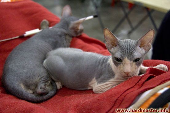 Выставка кошек в Москве 2013