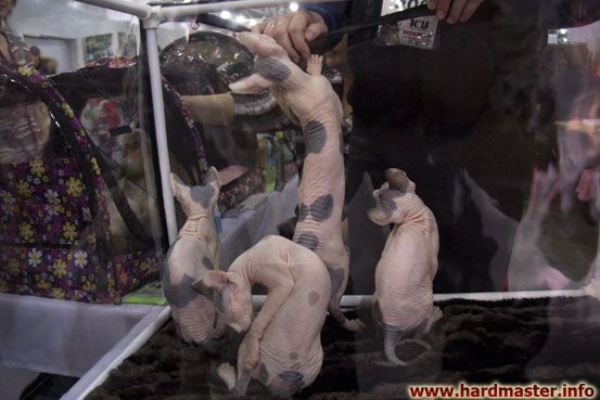 Выставка кошек в Москве 2013