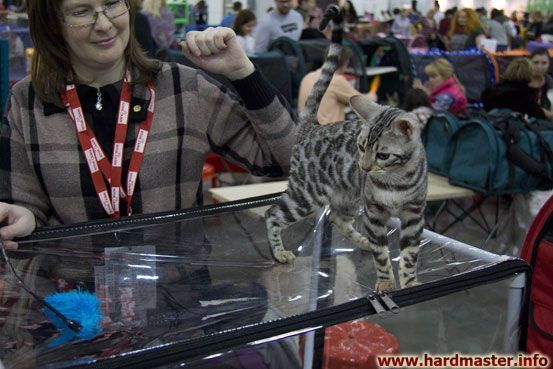 Выставка кошек в Москве 2013