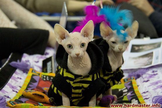 Выставка кошек в Москве 2013