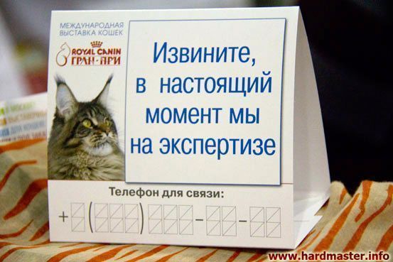 Выставка кошек в Москве 2013