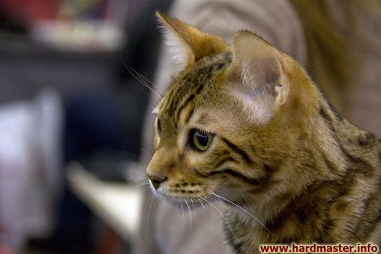 Выставка кошек в Москве 2013