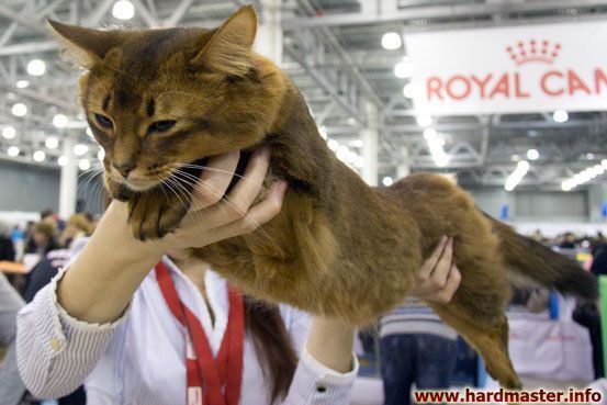 Выставка кошек в Москве 2013