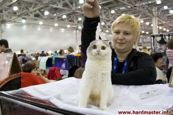 Выставка кошек в Москве 2013