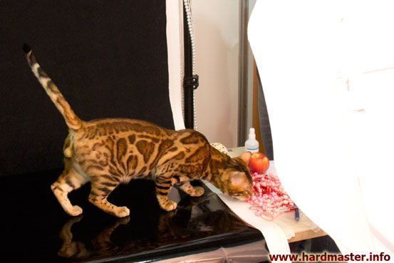 Выставка кошек в Москве 2013