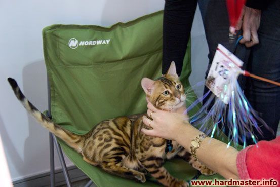 Выставка кошек в Москве 2013