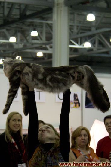Выставка кошек в Москве 2013