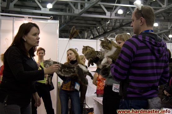 Выставка кошек в Москве 2013