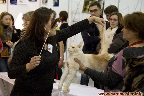 Выставка кошек в Москве 2013