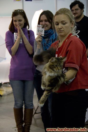 Выставка кошек в Москве 2013