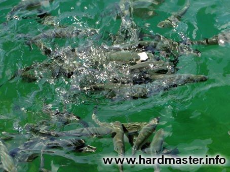 Борьба за кусок хлеба Борьба за кусок хлеба